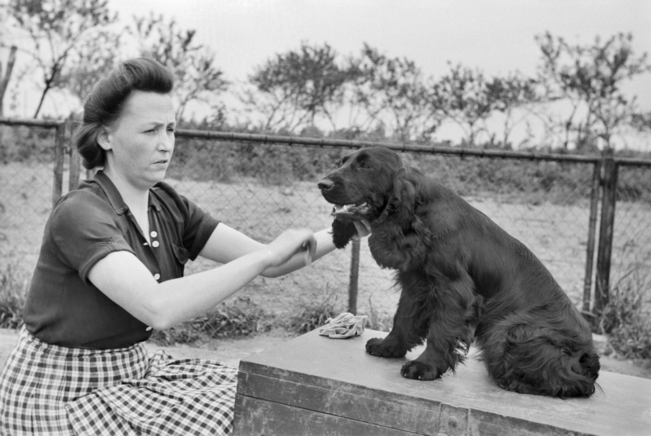 Eine Frau kämmt einen Cocker Spaniel.