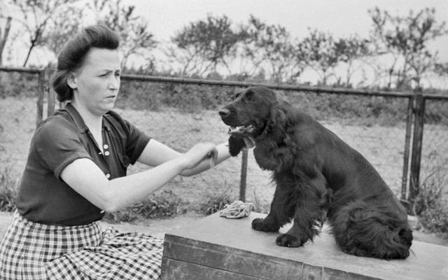 Eine Frau kämmt einen Cocker Spaniel.