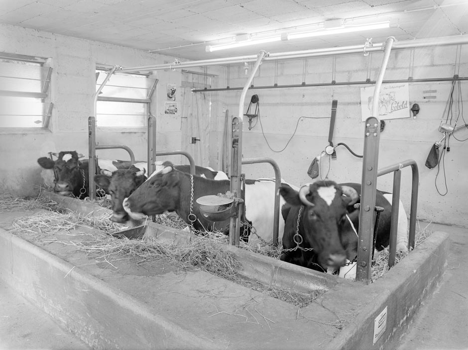 LVR-ZMB, K.-H. Hahn Kühe liegen in einem Stall und fressen.