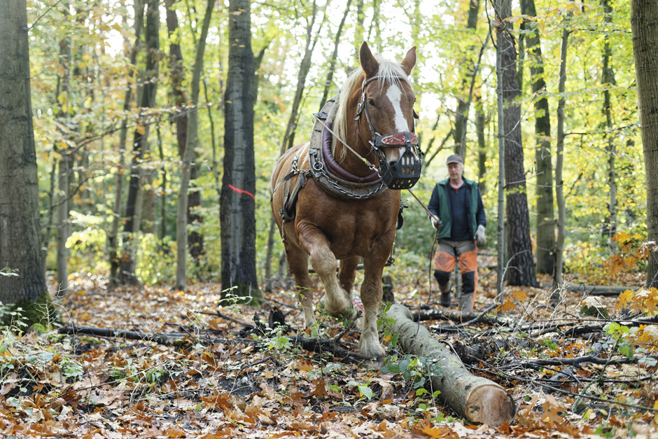 Ein Pferd zieht einen Baumstamm.