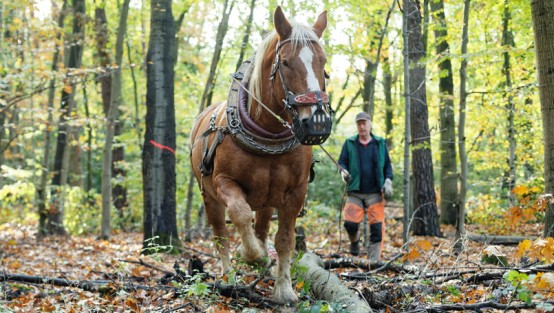 Ein Pferd zieht einen Baumstamm