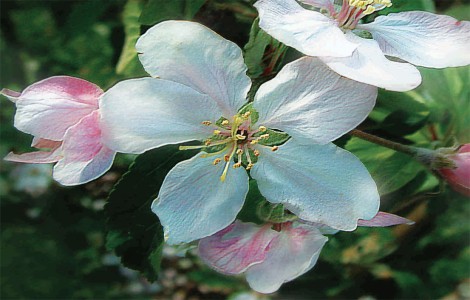Kirschblüten in Nahaufnahme